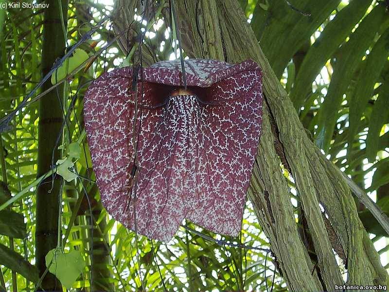 Aristolochia grandiflora