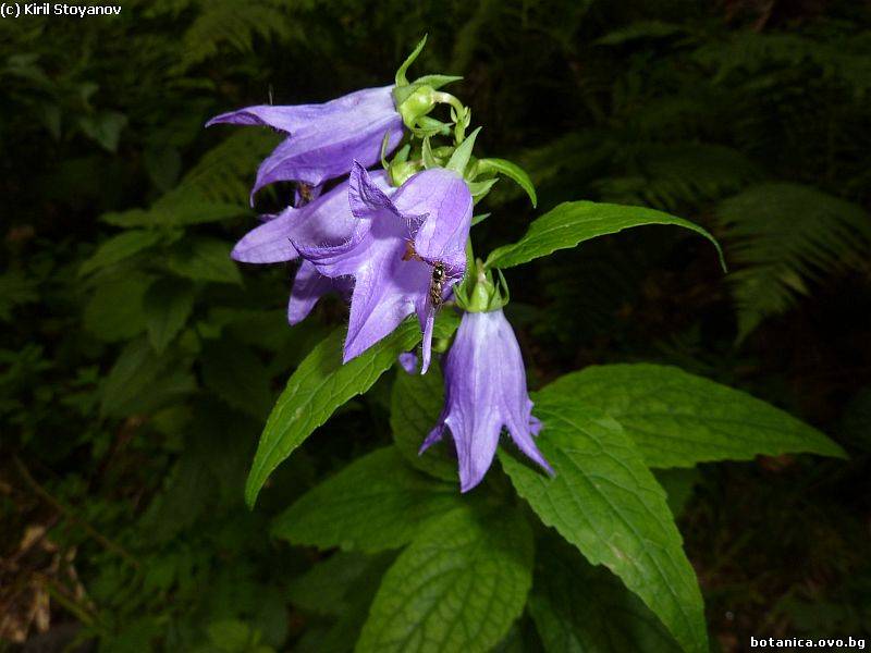 Campanula bononiensis