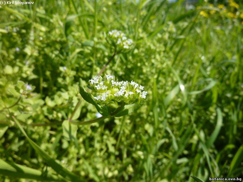 Valerianella locusta