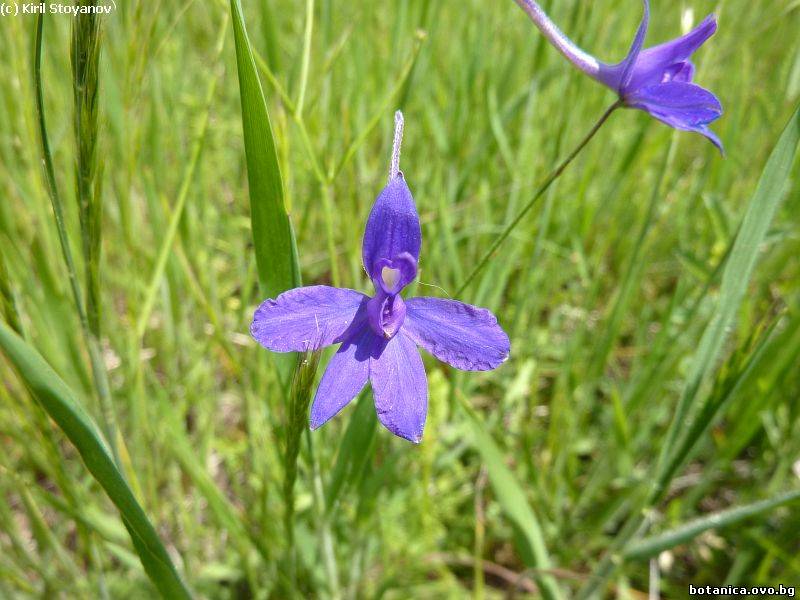 Consolida regalis