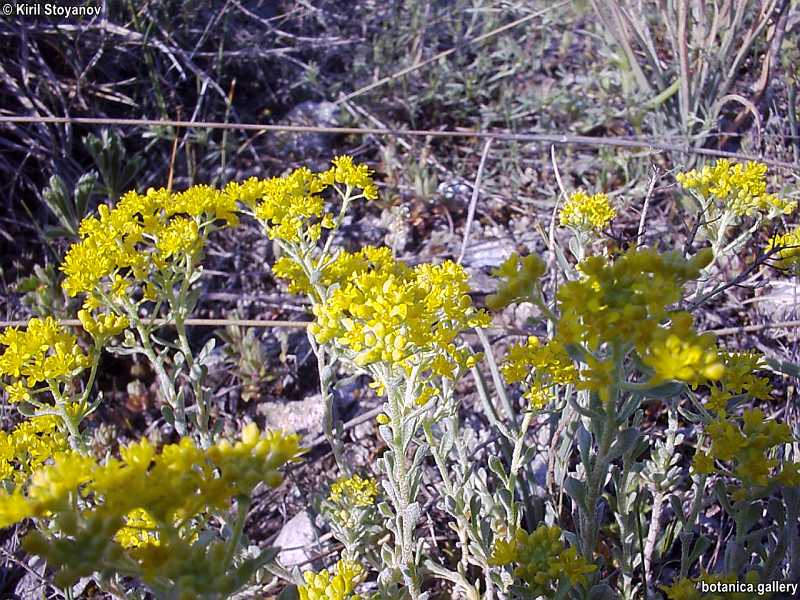 Alyssum stribrnyi
