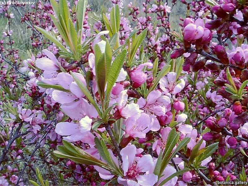 Prunus tenella