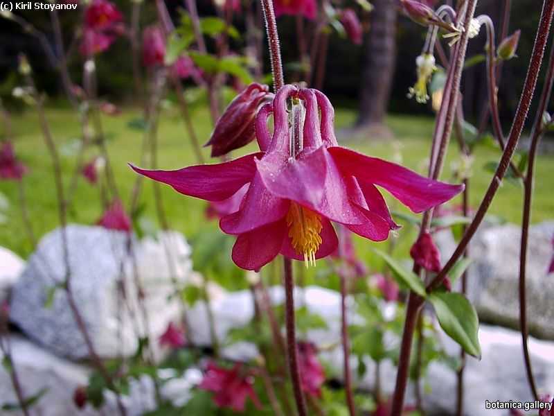 Aquilegia vulgaris