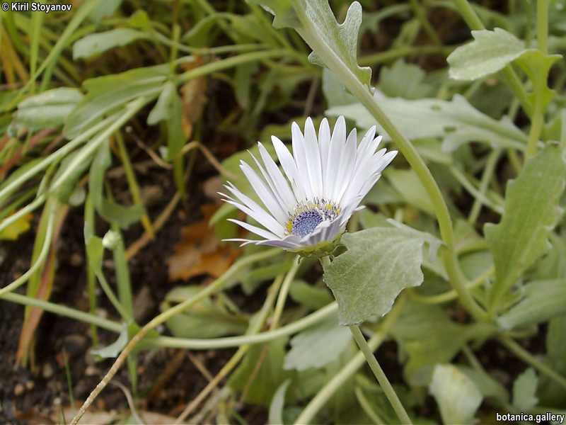 Arctotis stoechadifolia
