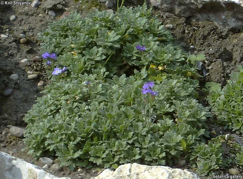 Aubrieta cultorum
