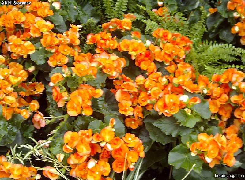 Begonia elatior