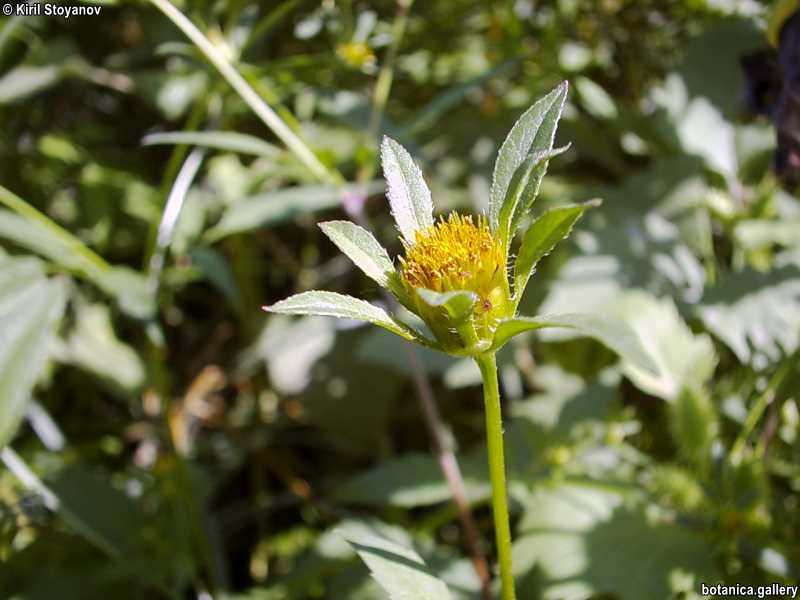 Bidens tripartitus