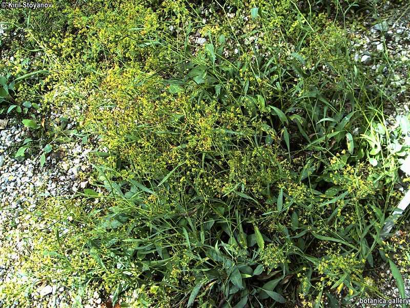 Bupleurum falcatum