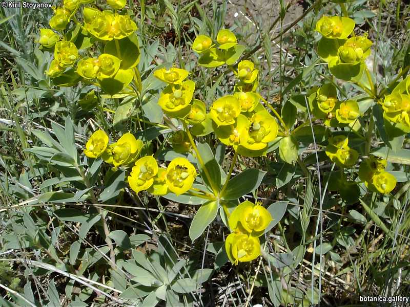 Euphorbia barrelieri