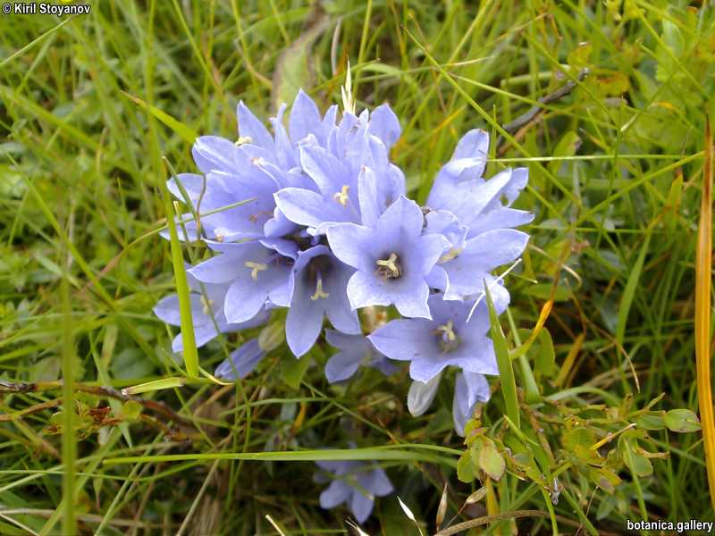 Campanula cervicaria