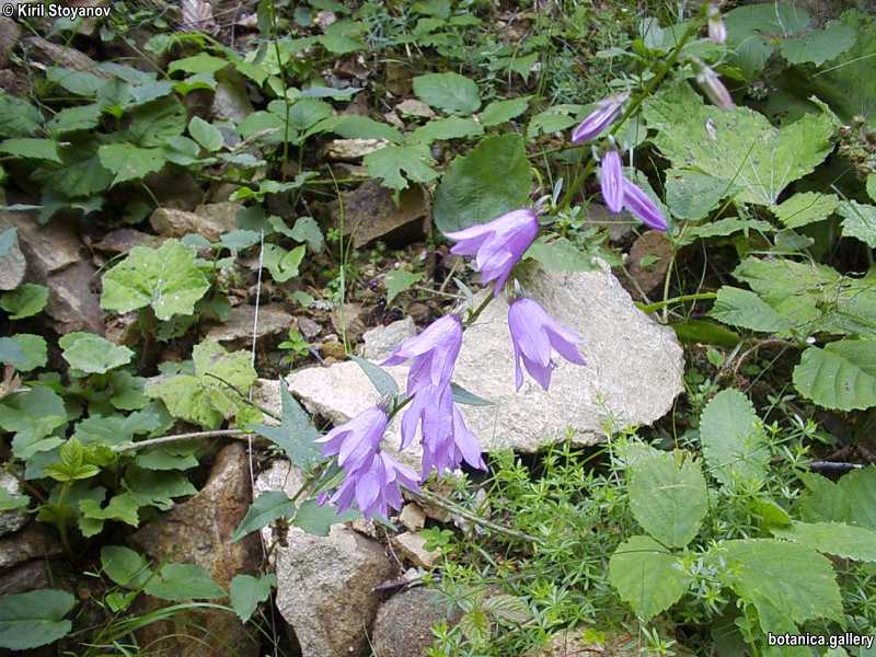 Campanula rapunculoides