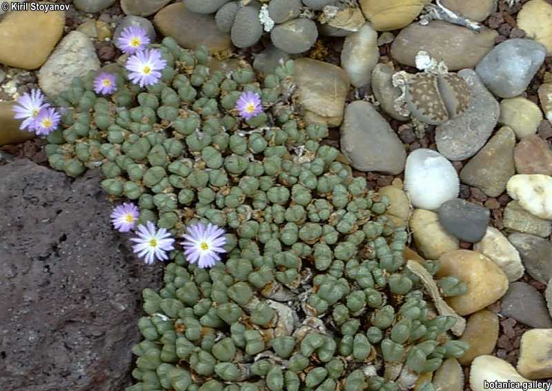 Conophytum violaciflorum