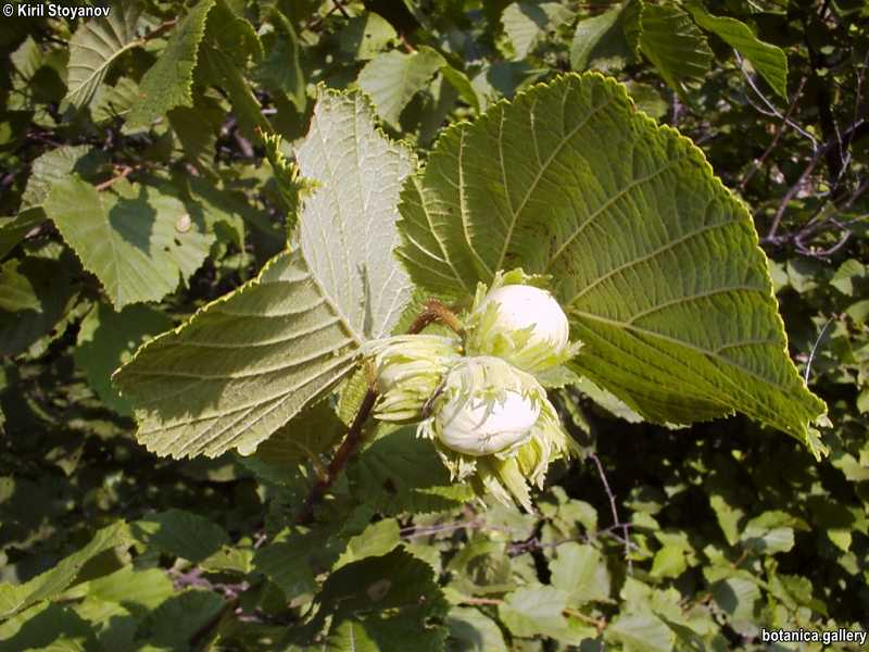 Corylus avellana
