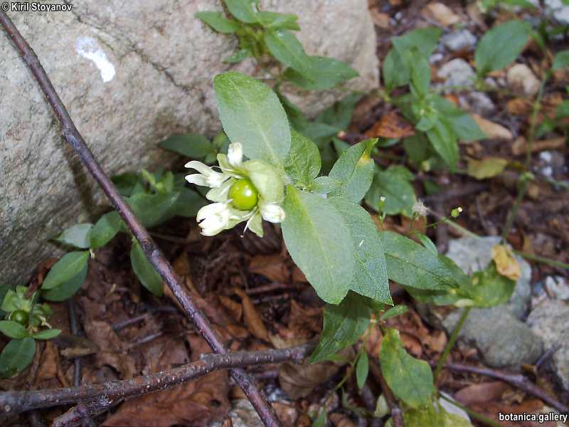 Silene baccifera
