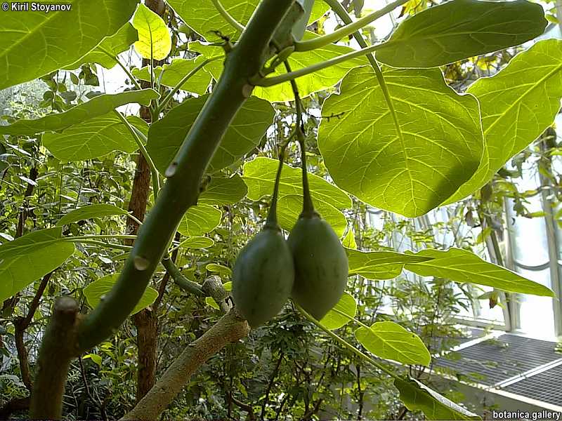 Solanum betaceum