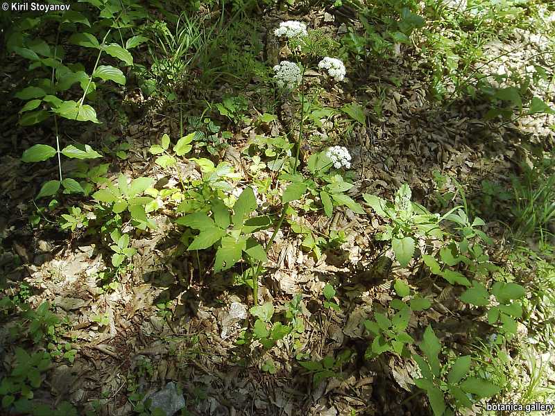 Aegopodium podagraria