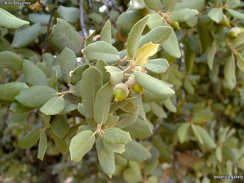 Quercus ilex