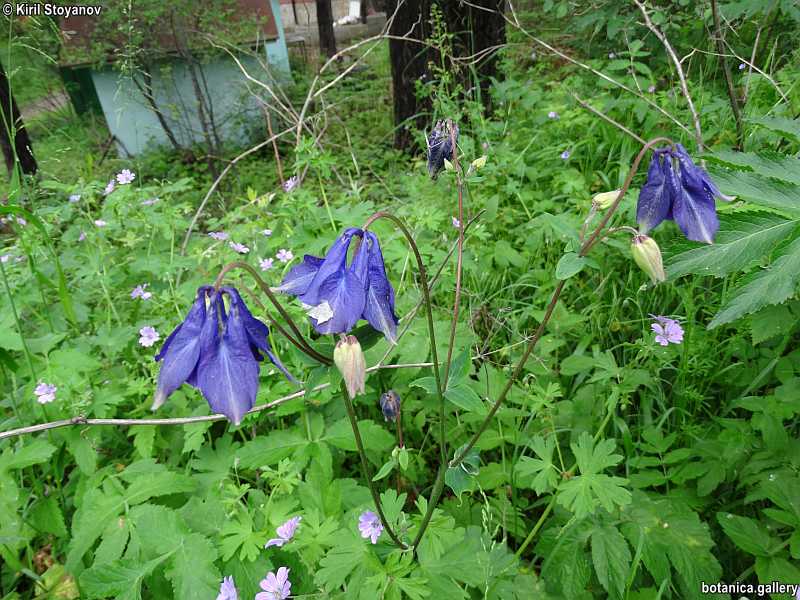 Aquilegia nigricans