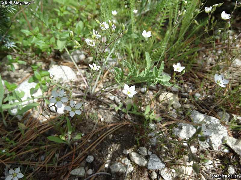Minuartia verna