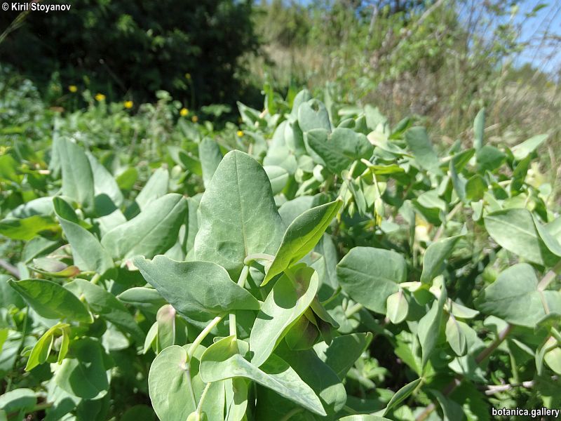 Cerinthe glabra