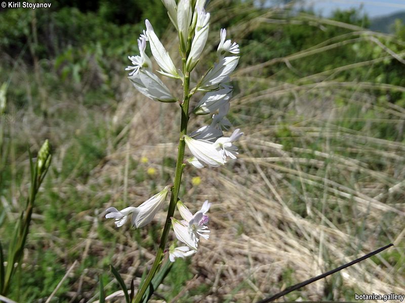 Polygala vulgaris