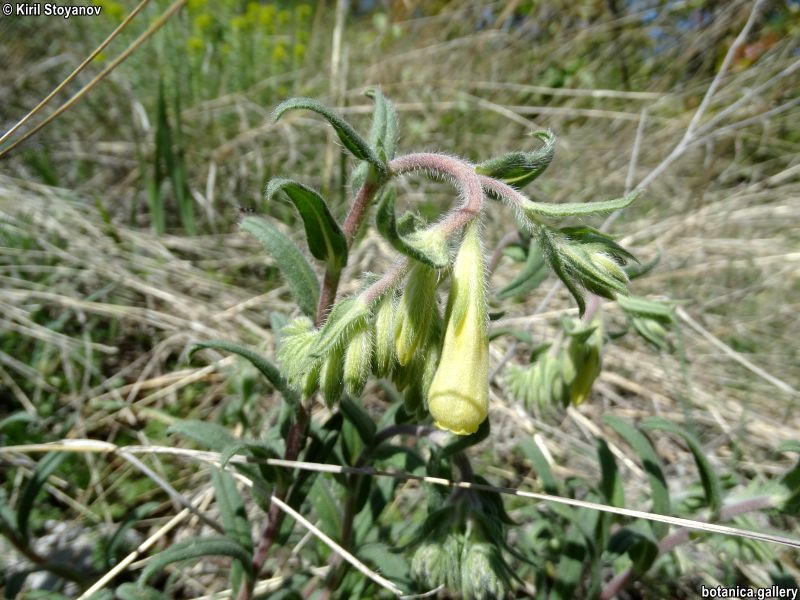 Onosma heterophylla