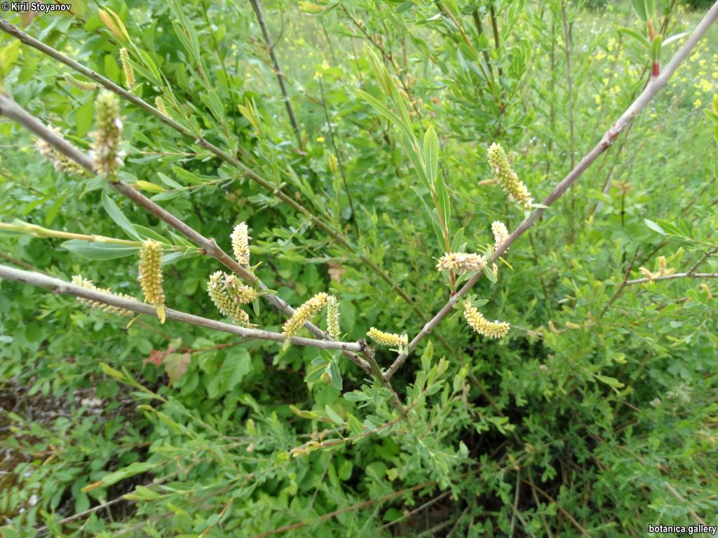 Salix purpurea