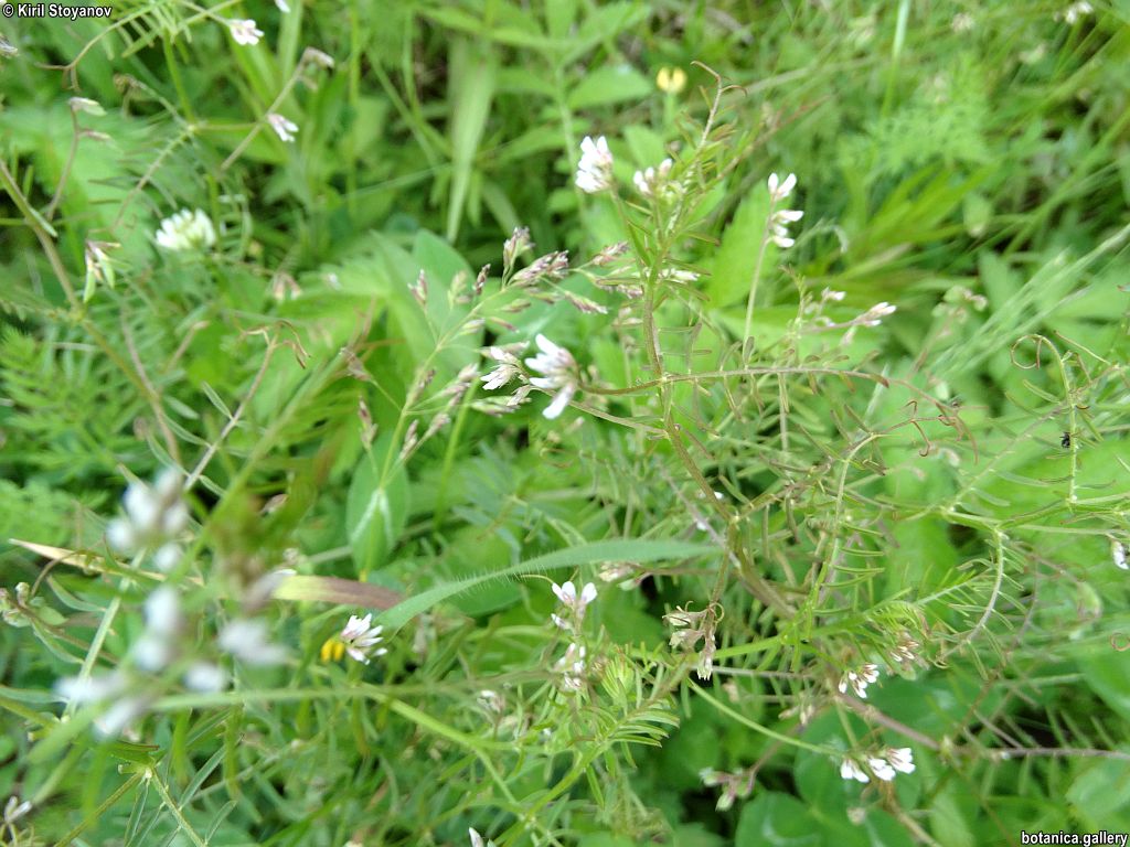 Vicia hirsuta