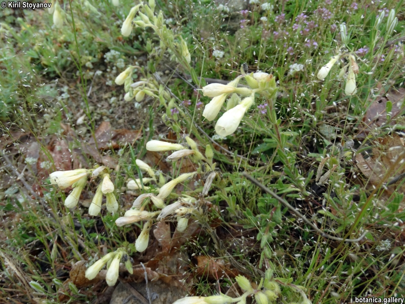 Onosma aucheriana