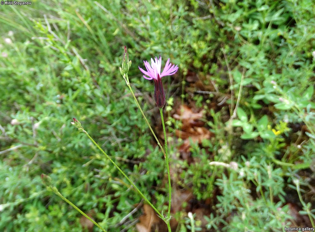 Crupina crupinastrum