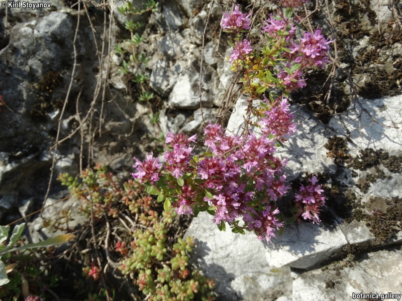 Thymus pulegioides
