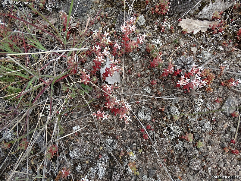 Sedum stefco