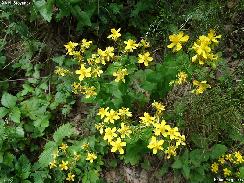 Hypericum montbretii