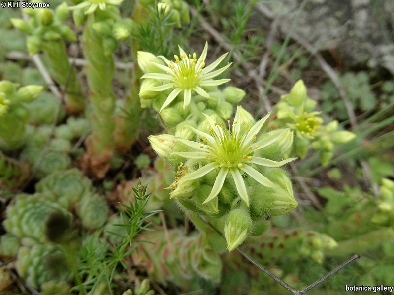 Sempervivum ciliosum