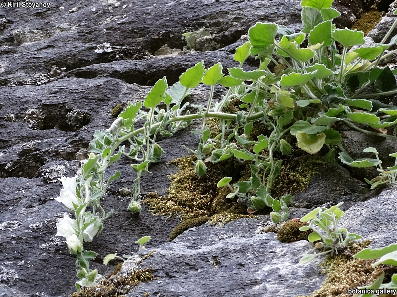 Campanula lanata