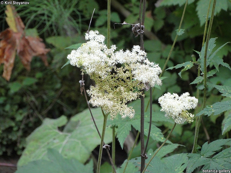 Filipendula ulmaria