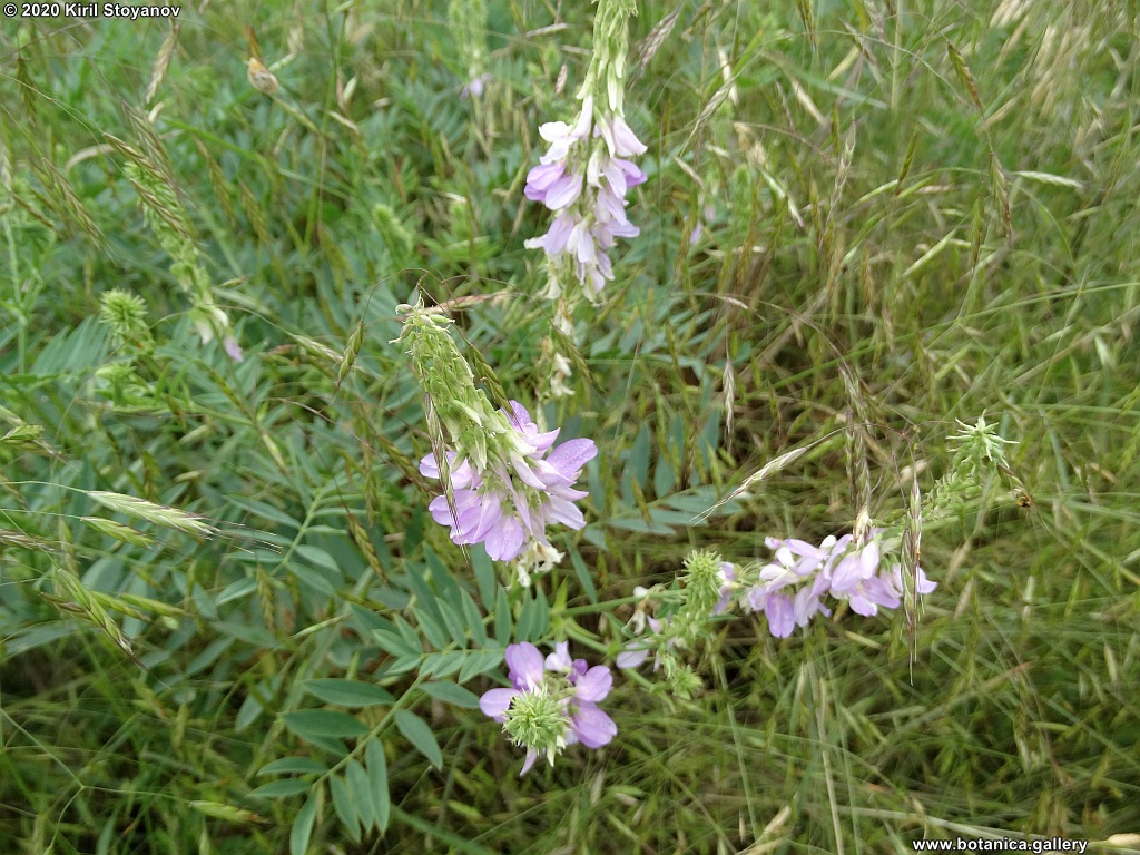 Galega officinalis