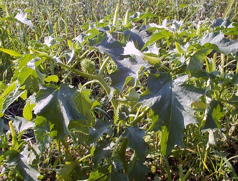 Datura stramonium