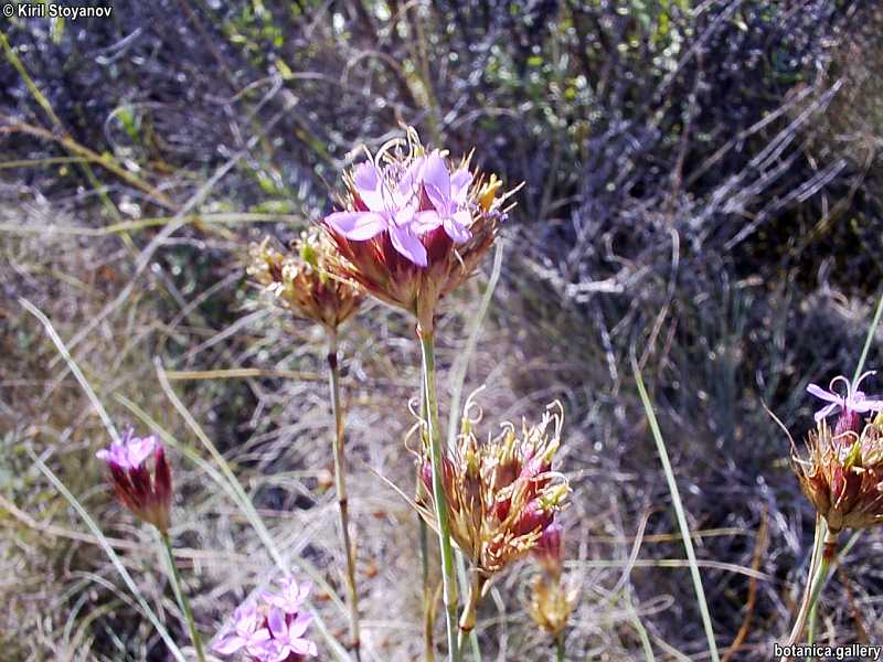 Dianthus pinifolius