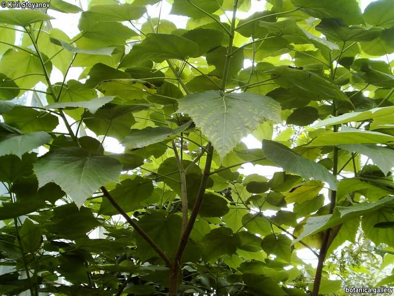 Entelea arborescens