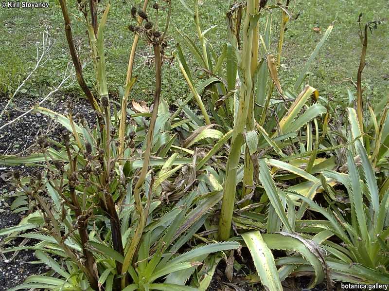 Eryngium bromeliifolium