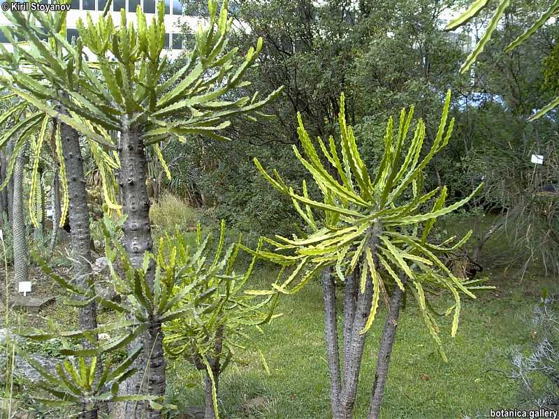 Euphorbia grandidens