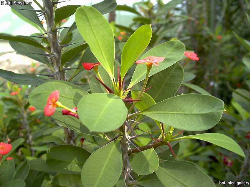 Euphorbia milii