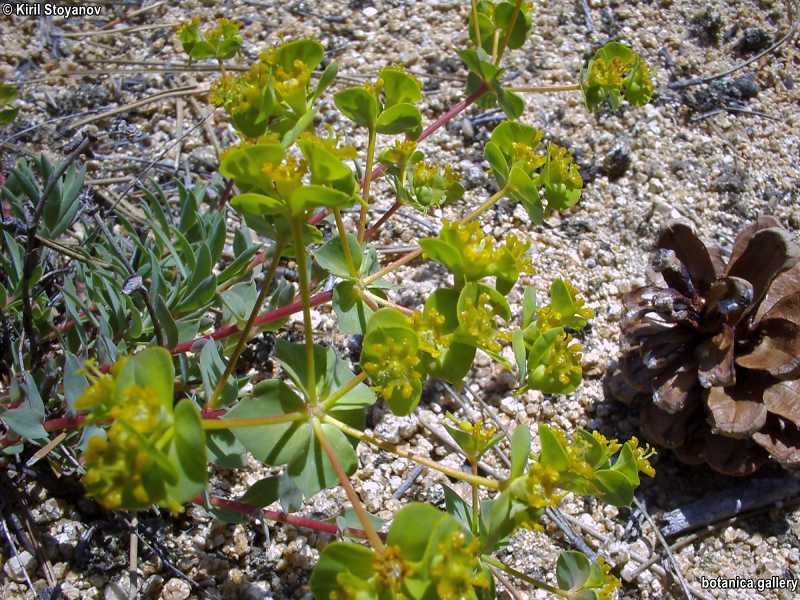 Euphorbia virgata