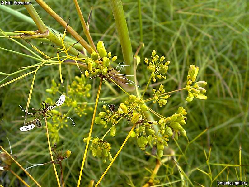 Ferula narthex