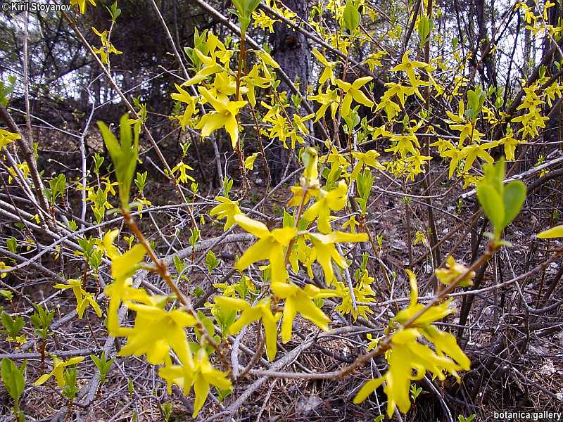 Forsythia suspensa