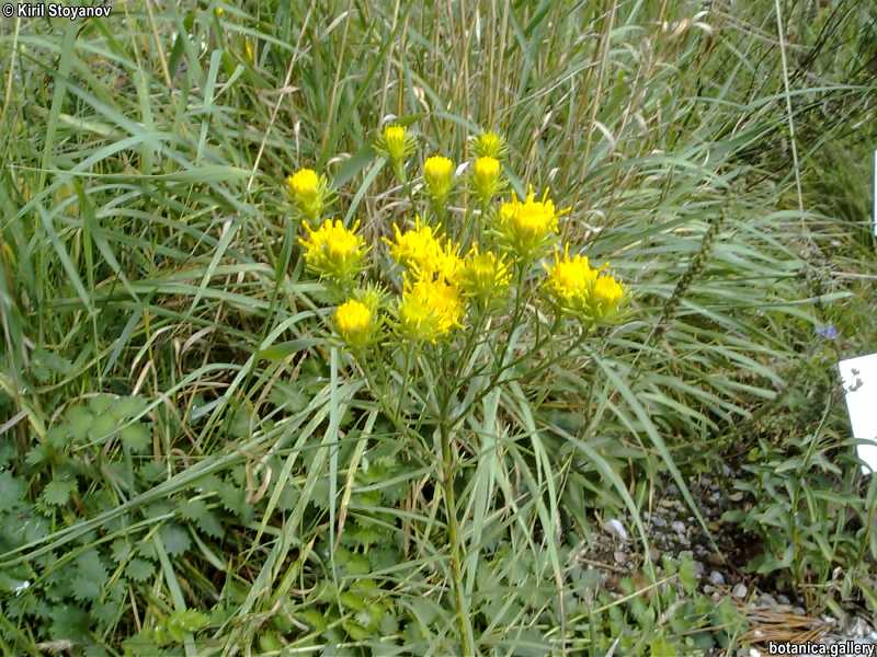 Galatella linosyris