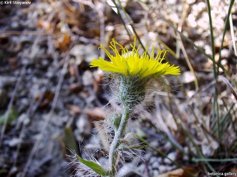 Hieracium olympicum
