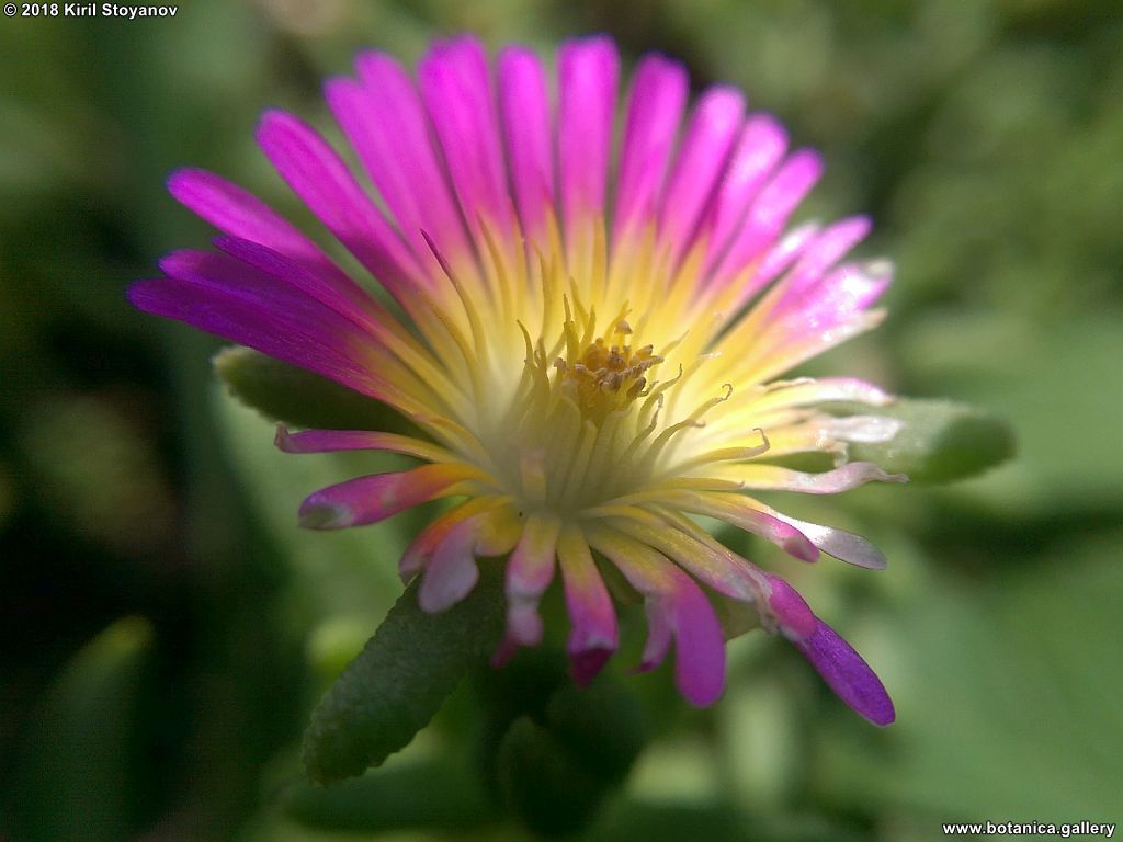 Delosperma nubigenum