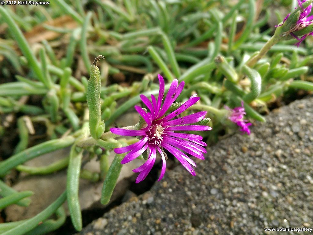 Delosperma cooperi